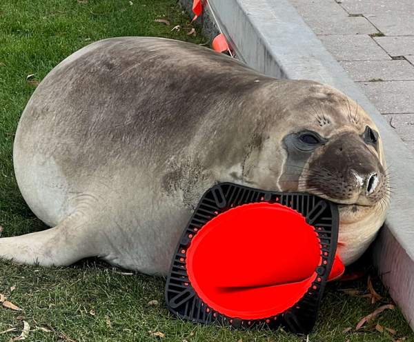 The Truth of Neil The Seal