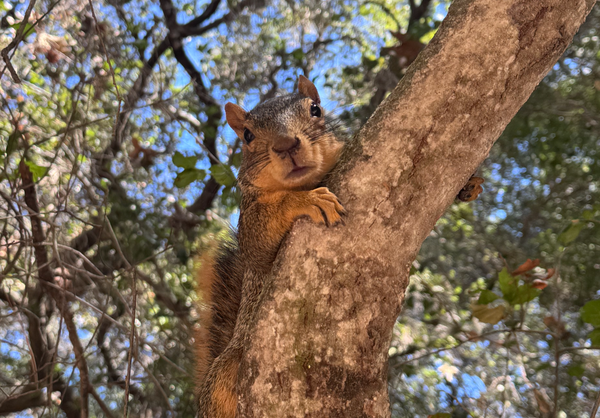 An alarmed squirrel I saw on a walk. It did not bite me this time.