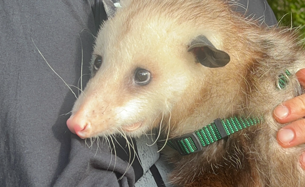 The Possum: Demon or Friend?