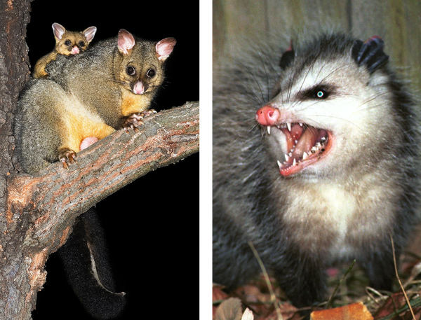 "Since 2009 I've Been Running a Facebook Page Devoted to Reptilians"