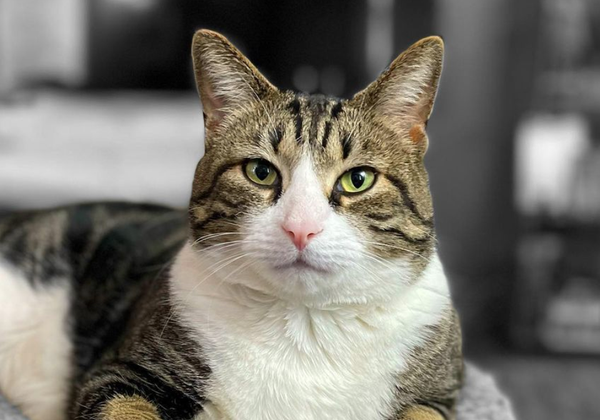 Mr Kitters: The Internet's Favourite Cat