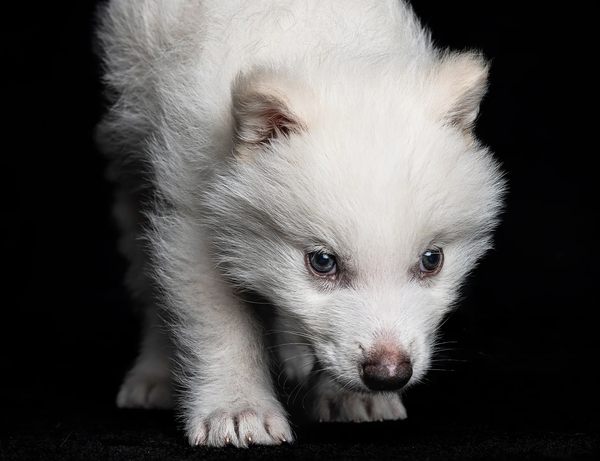 To Dire Wolf Or Not To Dire Wolf?