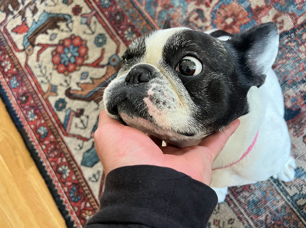 I Wanted to Share Some Webworm Feedback