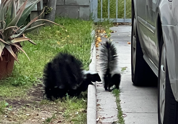 A Weekend of Recommendations, a Surfeit of Skunks, and a Gaggle of Wonderful Worms