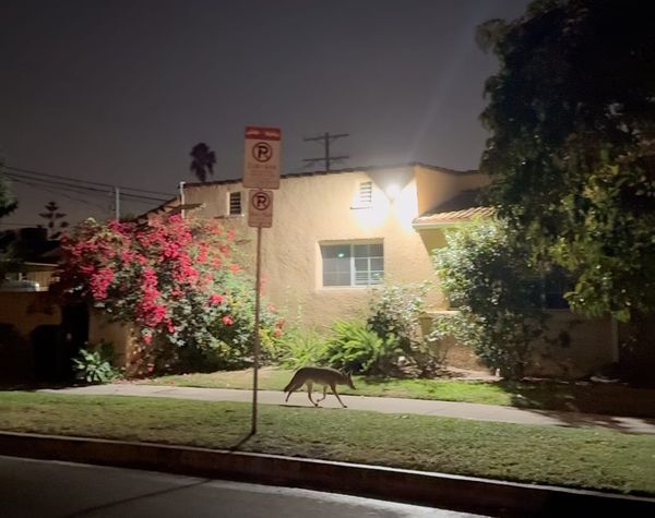 Totally Normal: Holiday Edition