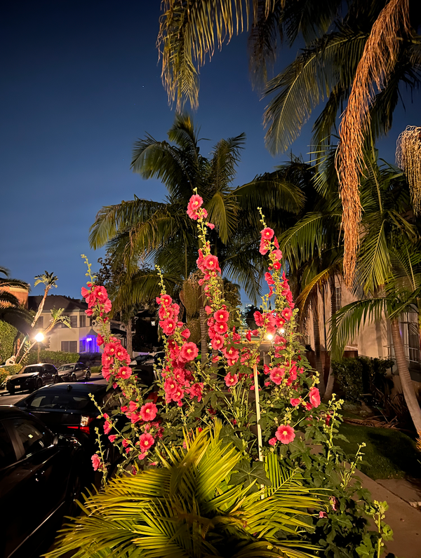 Religious Trauma: Some Resources