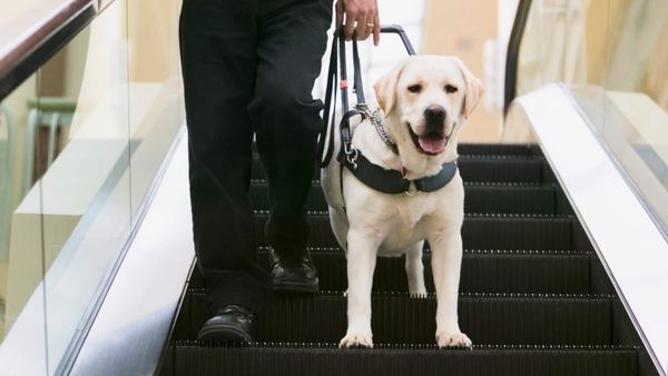 Очі, що бачать: собаки-поводирі як складова сучасної реабілітації