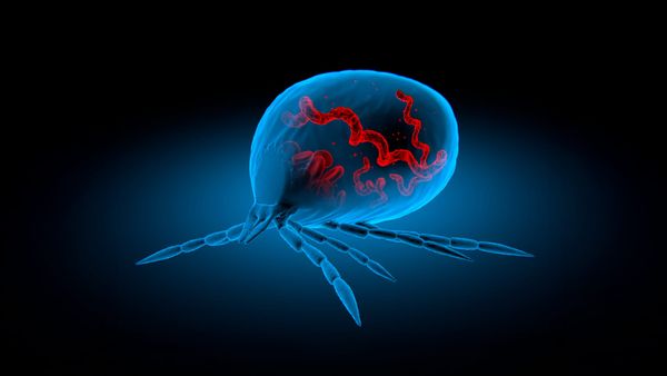 Розпочався сезон кліщів: Pfizer та Valneva презентують перспективну вакцину від хвороби Лайма