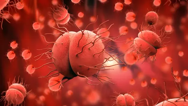 Neisseria gonorrhoeae втрачає чутливість до цефтріаксону: дані моніторингу ECDC