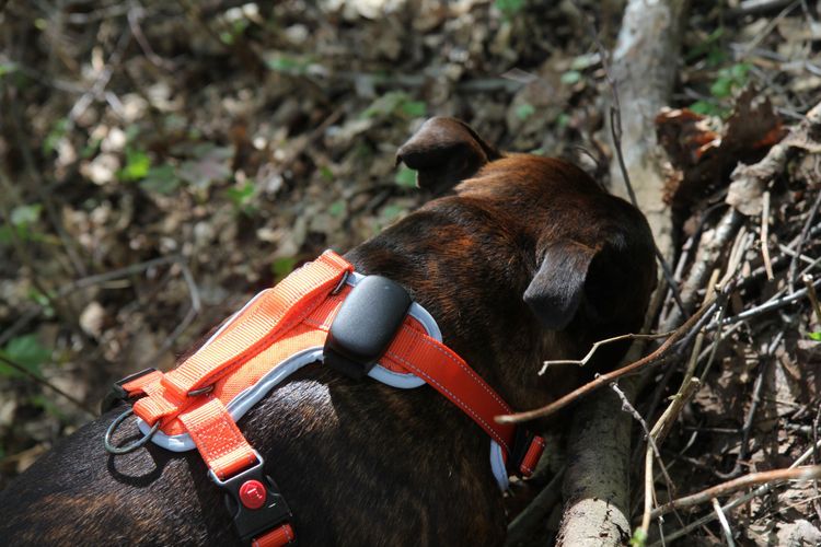 Harrastusmahdollisuuksia ja turvaa GPS-paikantimilla