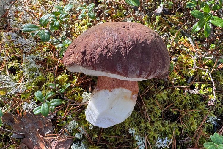 Mäntykankaiden herkku nyt Karttaselaimessa!