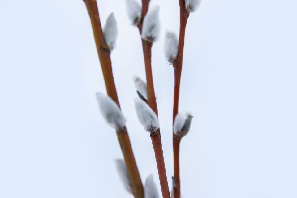 Pirteää pääsiäistä!