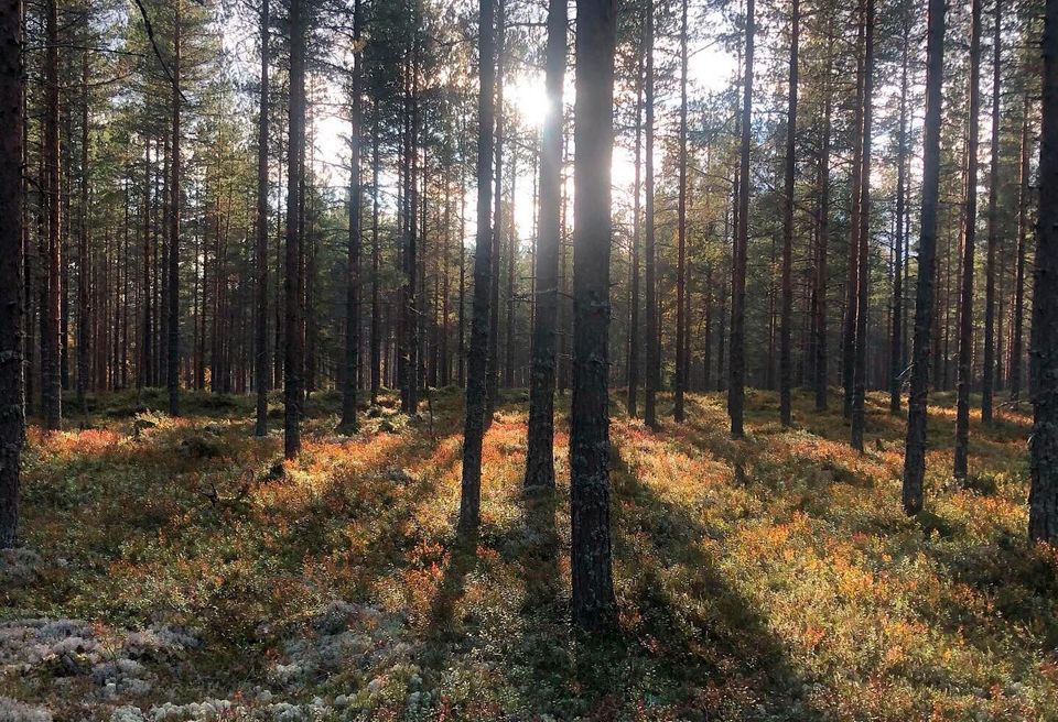 Avoimet metsävaratiedot nyt Karttaselaimessa