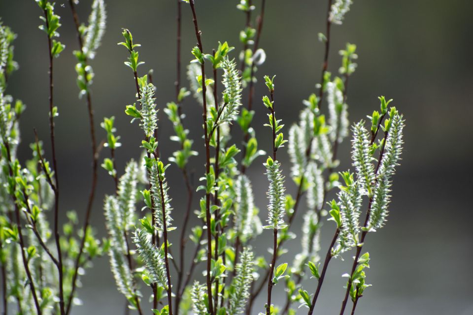 Kevään luontokohteet
