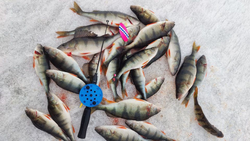 Pilkkikausi on parhaimmillaan – kala liikkuu ja käy pyydykseen