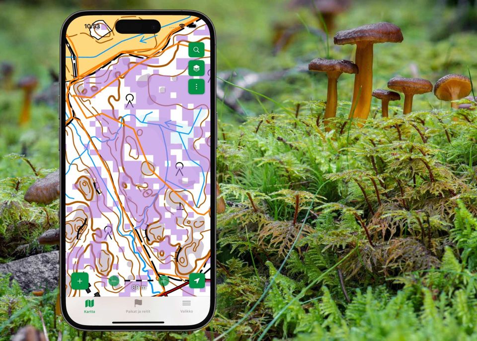 Lähde suppilovahveroretkelle helposti – Uusi ilmainen kartta auttaa löytämään sieniapajat