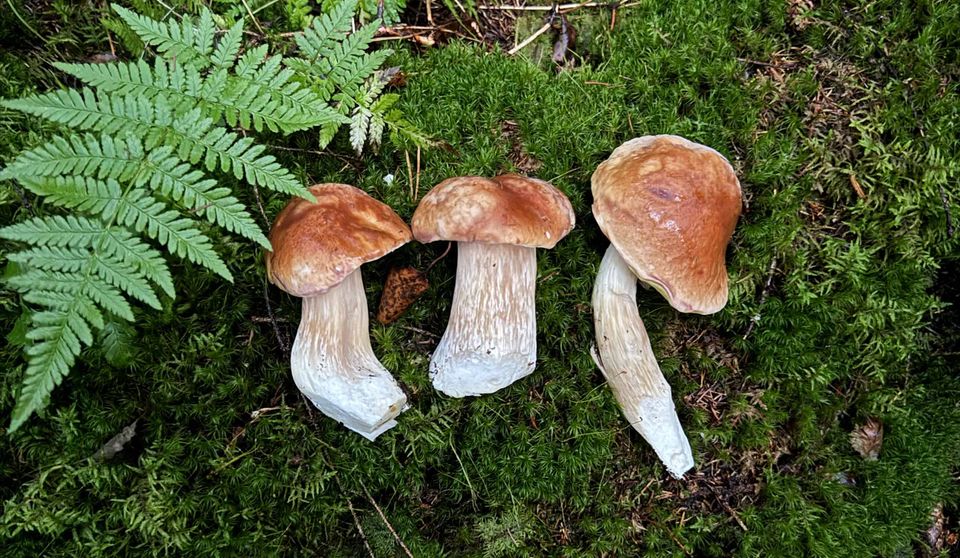 Herkkutatti saapui Karttaselaimen kartoille!