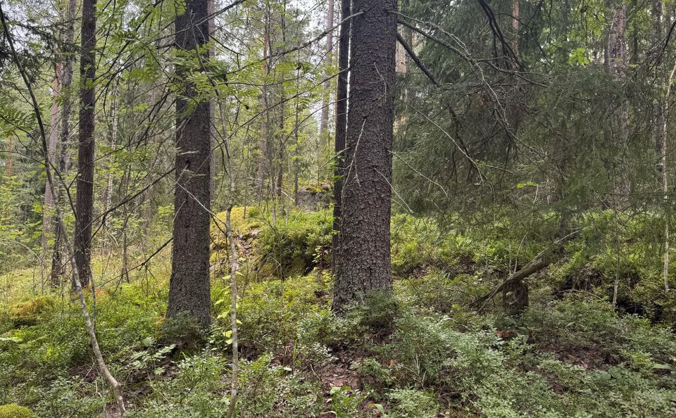 Metsien tiedot ja luontoarvot nyt selkeässä Excel-taulukossa