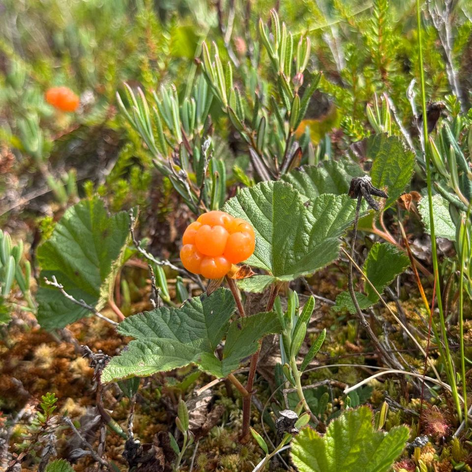 Uusi ilmainen hillakartta auttaa löytämään suon kultaiset aarteet 🧡