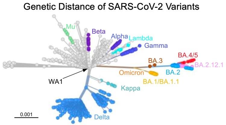  Écart génétique entre les variantes du SARS-CoV-2