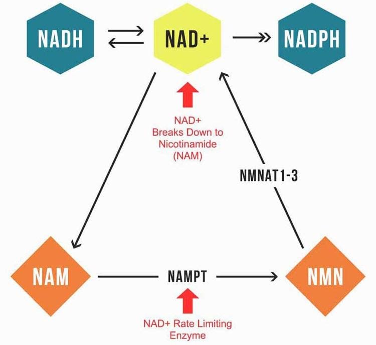  Le niacinamide est la source la plus efficace pour optimiser le NAD+.