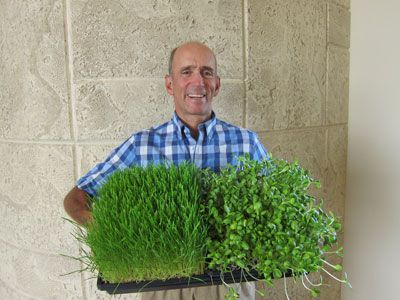 l'herbe de blé et des graines de tournesol