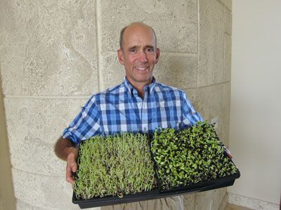 l'herbe de blé et des graines de tournesol