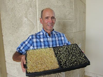 l'herbe de blé et des graines de tournesol