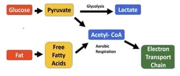  Le glucose peut être métabolisé par deux voies distinctes.