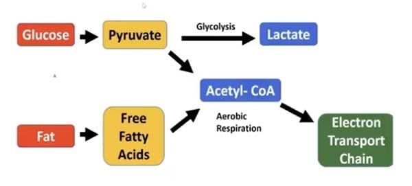 Les fondamentaux du métabolisme du glucose