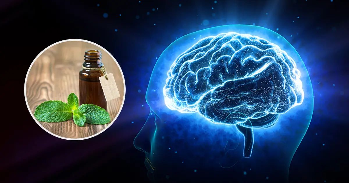 L'inhalation de menthol peut-elle aider votre cerveau ?