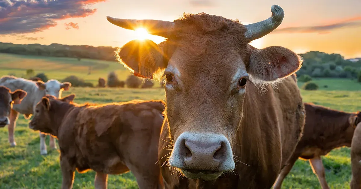Nitrogen 2000 : La lutte des agriculteurs néerlandais