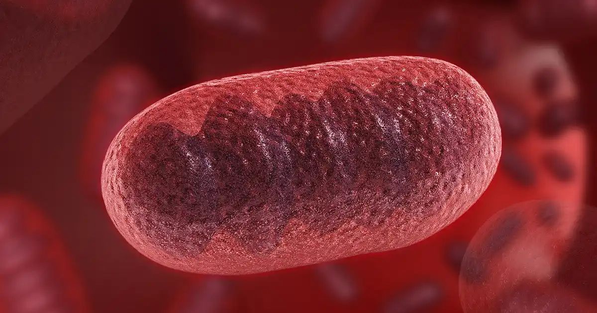 Une stratégie puissante pour revitaliser votre organisme