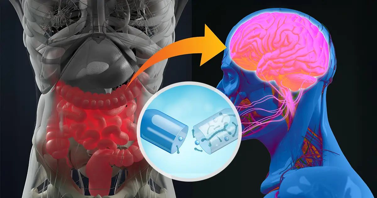 Ce qui se passe dans votre intestin influence votre cerveau et un supplément peut rétablir l’équilibre