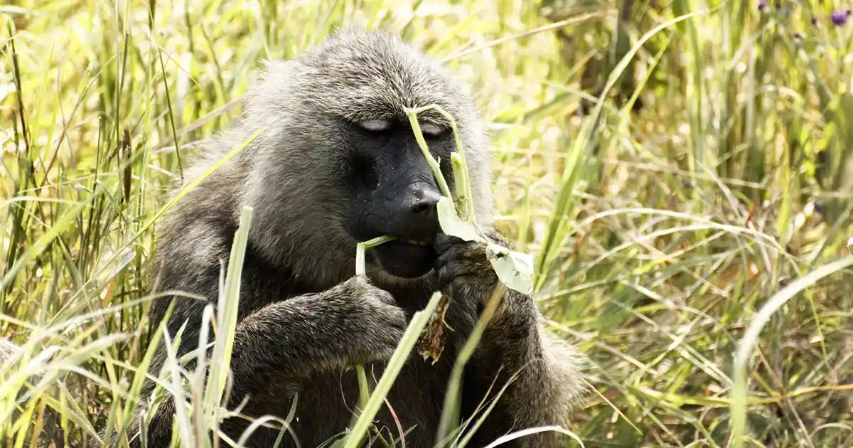 Les animaux s'auto-médicamentent-ils ?