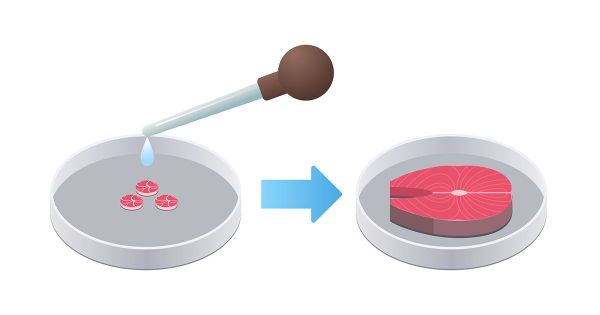 Des scientifiques créent un poisson sauvage cultivé en laboratoire