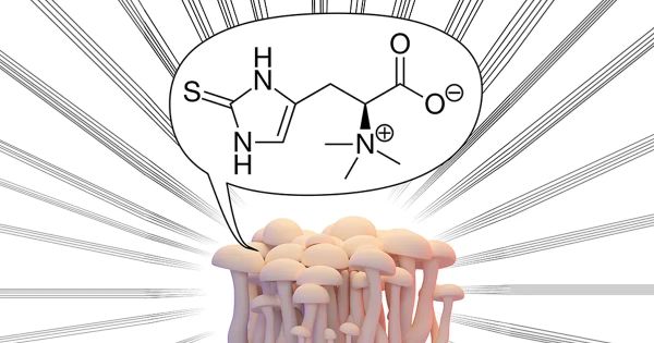 Ce composé présent dans les champignons est un atout majeur pour la longévité