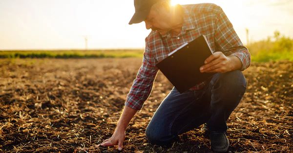 Pourquoi des agriculteurs ajoutent-ils des pierres dans leurs champs ?