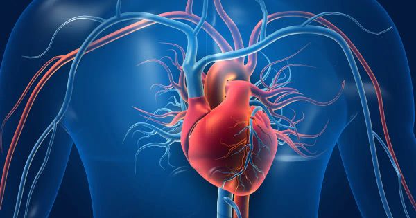 Le secret neurologique que renferme votre cœur