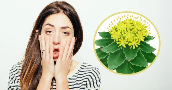 Déclin invisible, fonctions ralenties : cette racine vous ramène à votre niveau réel