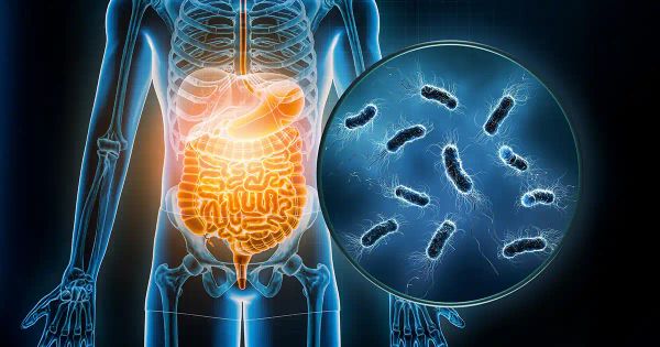 La nouvelle génération de suppléments qui ciblent votre intestin