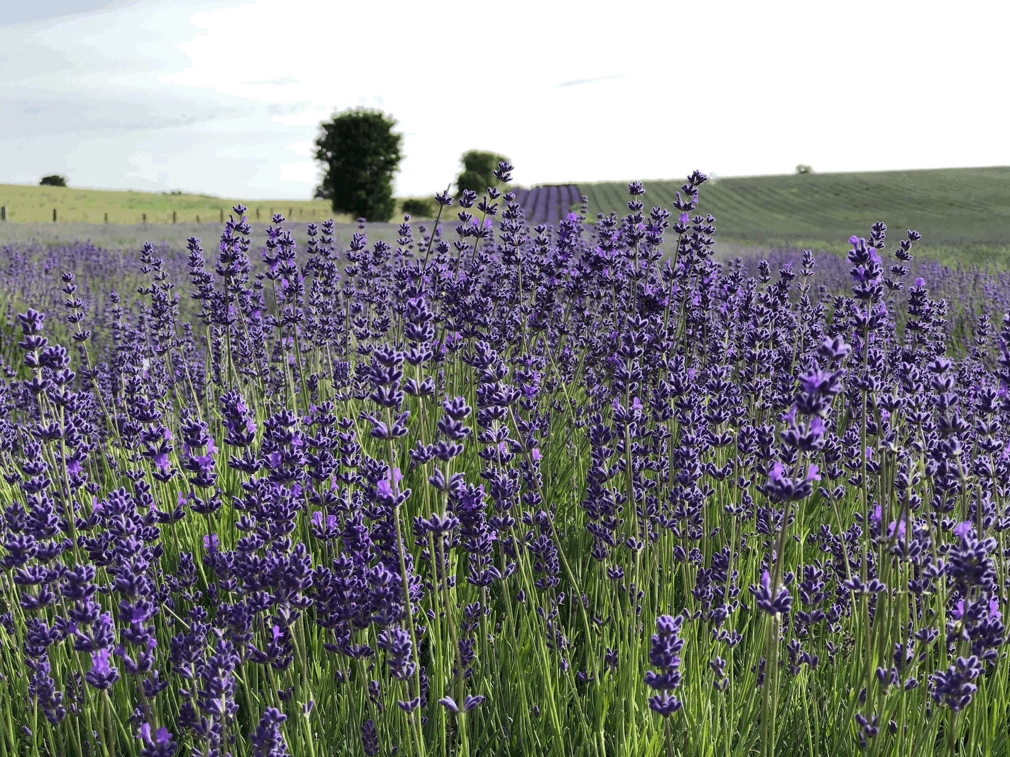 Saturday Morning Meditation Classes at Hitchin Lavender.