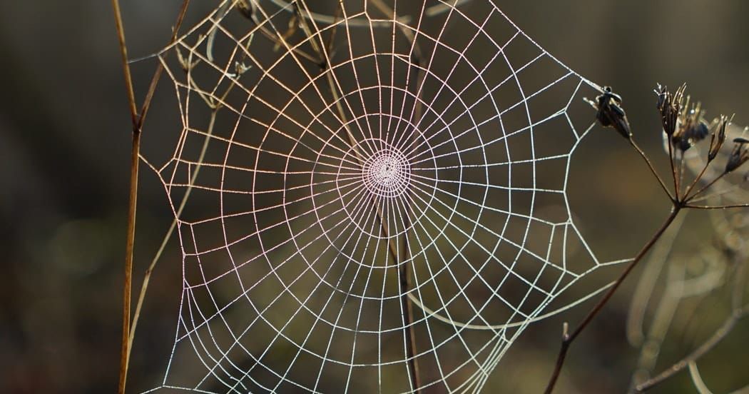 Ensure HTTPS and www