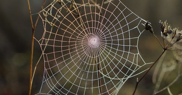 Ensure HTTPS and www