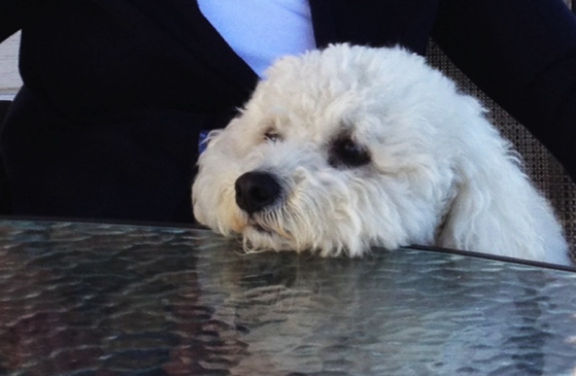 intercambio de casa con mascotas, perros