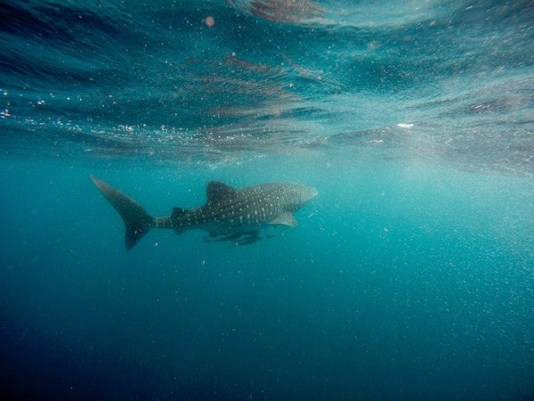 alt tiburon-ballena title tiburon-ballena