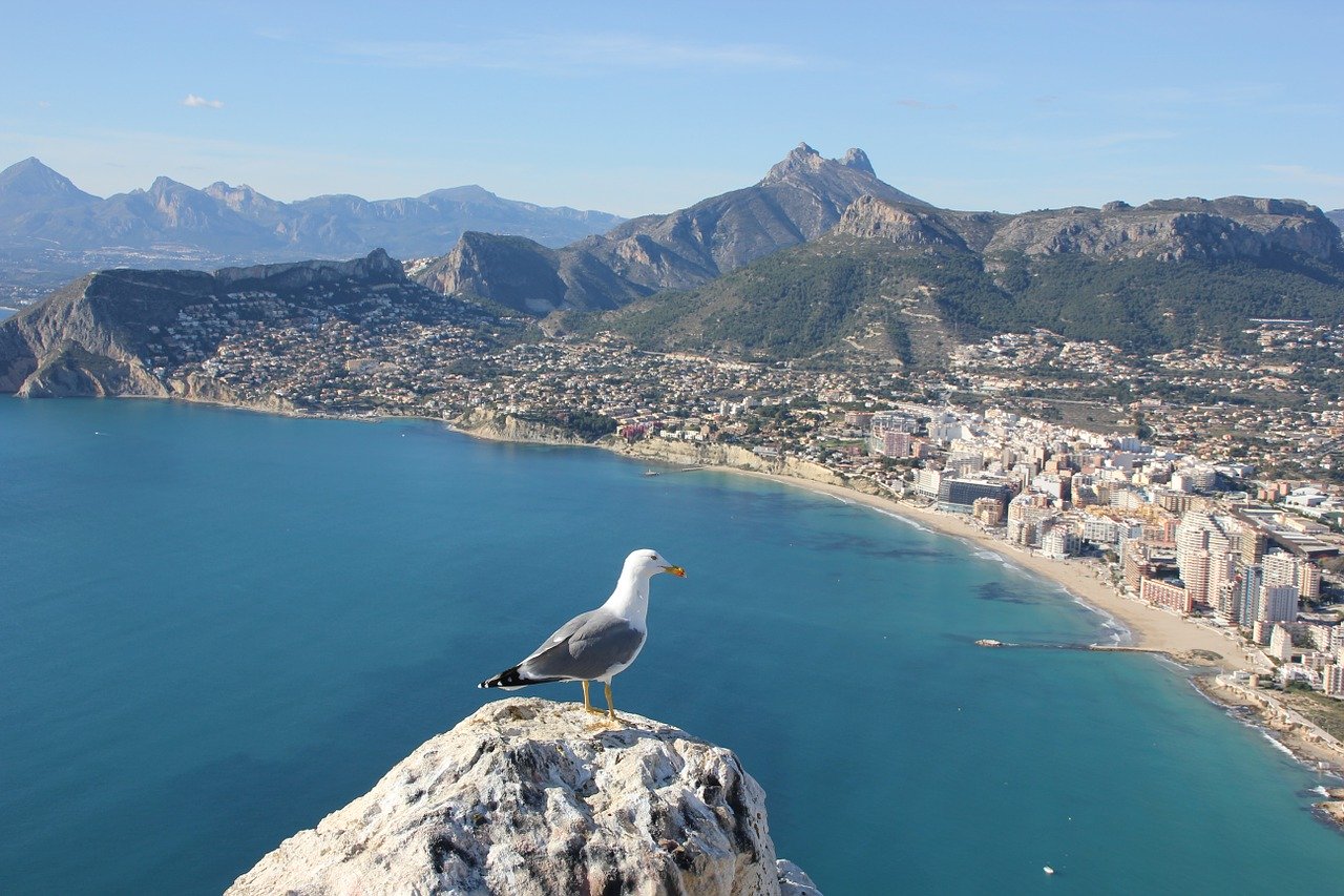 Alt Que-hacer-en-Alicante_Calpe_gaviota, tittle Que-hacer-en-Alicante_Calpe_gaviota