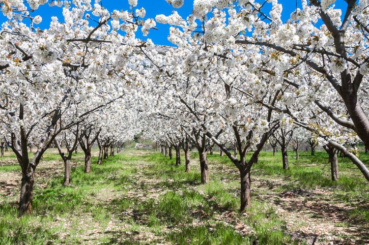 alt jerte-intercambio-de-casas, title jerte-intercambio-de-casas