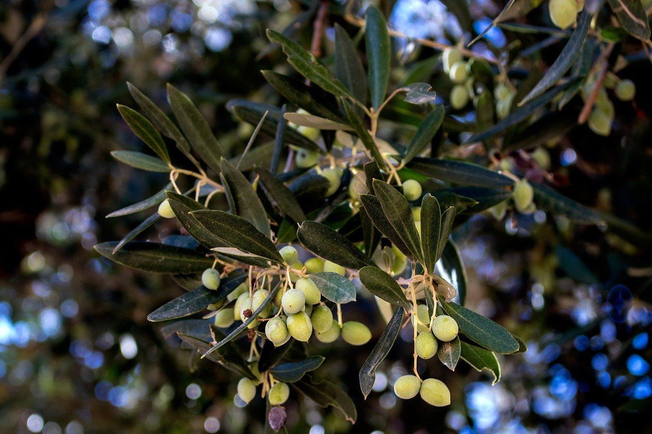 Alt aceitunas_olivos_Grecia, title aceitunas_olivos_Grecia