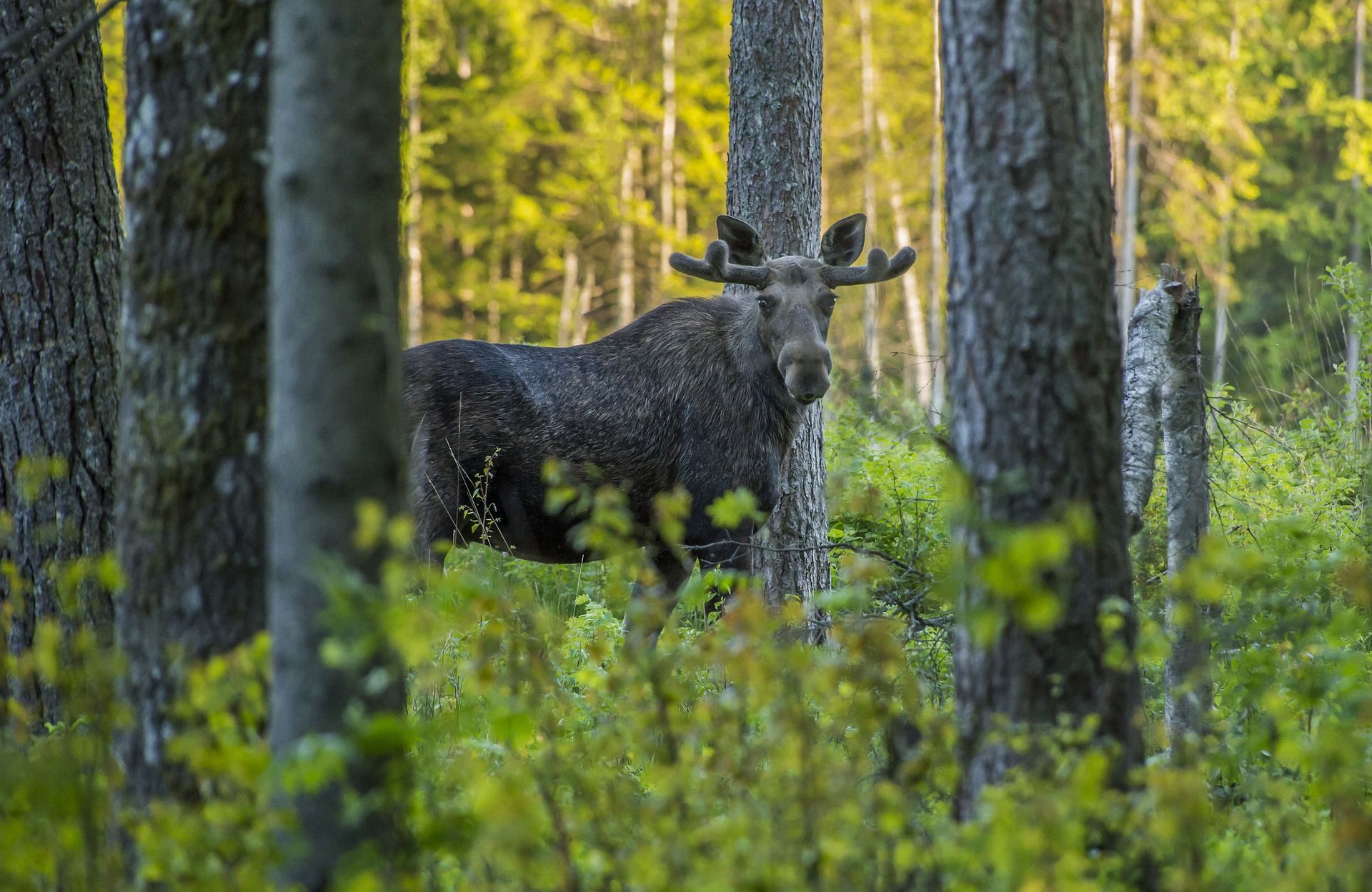 Alt alces-moose-alley-california-intercambio-de-casas, title alces-moose-alley-california-intercambio-de-casas
